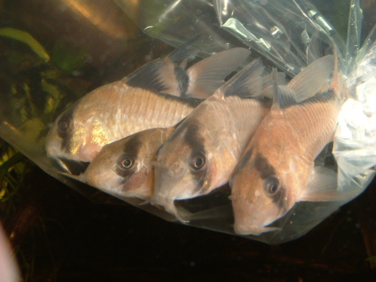 Corydoras metae