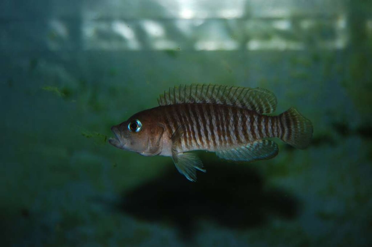 Lamprologus multifasciatus