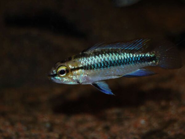 Apistogramma trifasciata