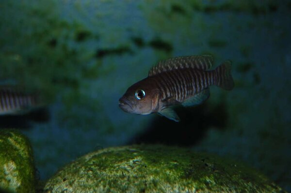 Lamprologus multifasciatus