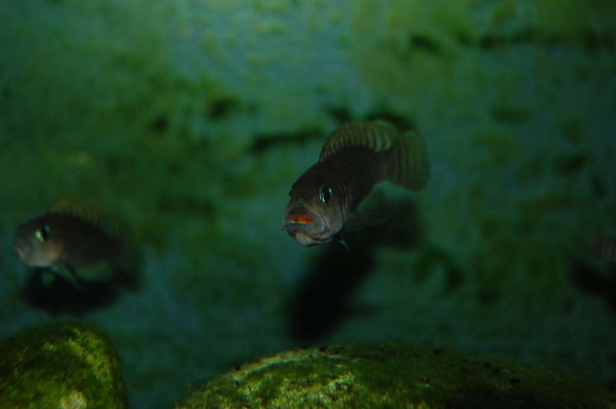 Lamprologus multifasciatus