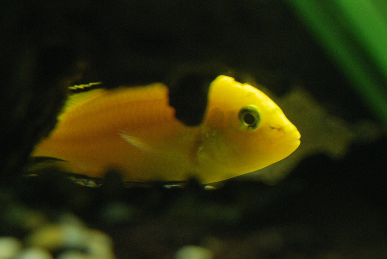 Golden labidochromis