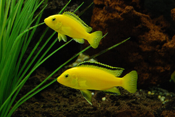 Golden labidochromis