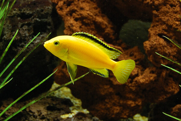 Golden labidochromis