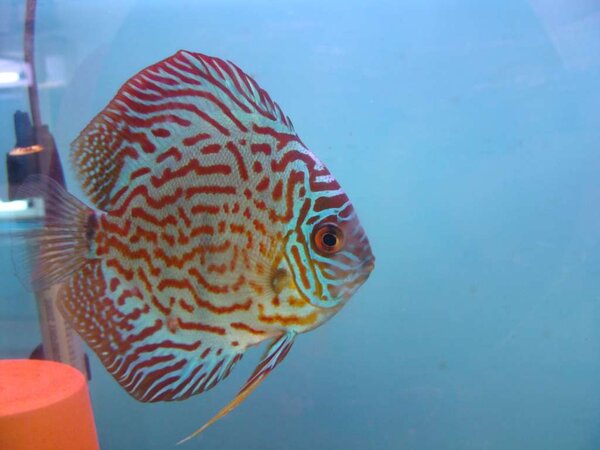 leopard discus