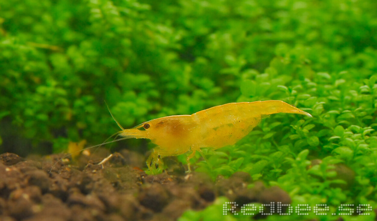 Neocaridina heteropoda var. yellow