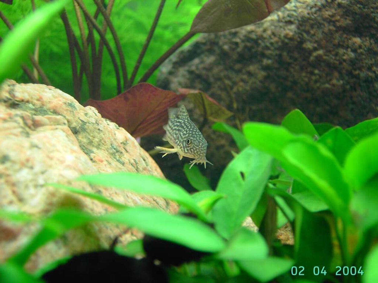 Corydoras sterbai