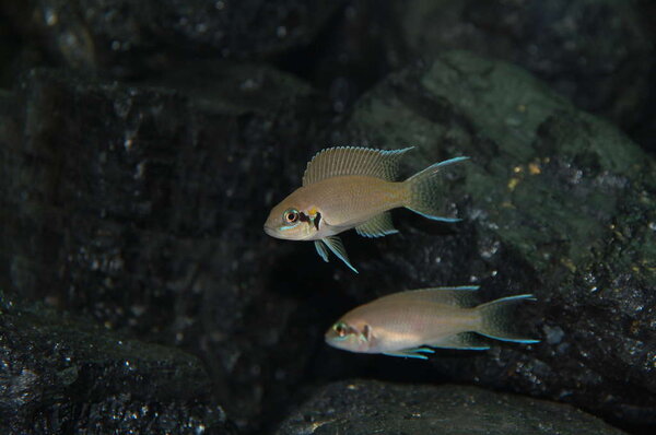 Neolamprologus brichardi, Rutunga