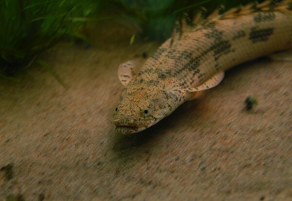 Polypterus Endlicheri Endlicheri