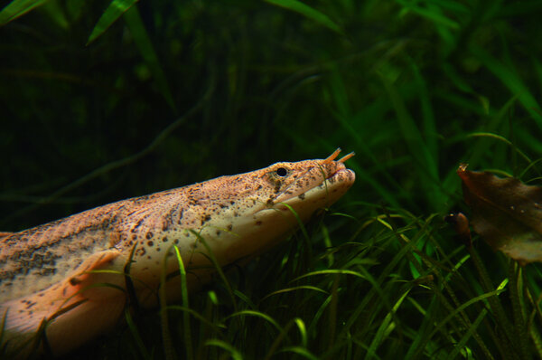 Polypterus Endlicheri Endlicheri