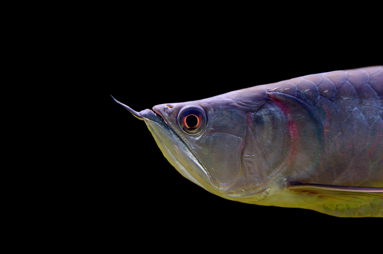 Silverarowana