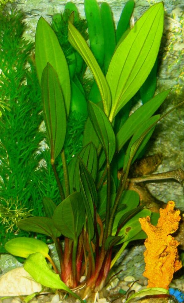 Echinodorus rosea