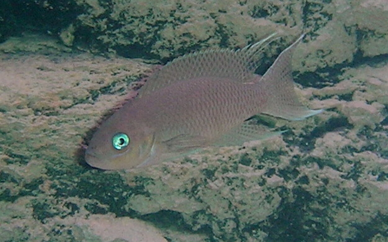 Neolamprologus Gracilis