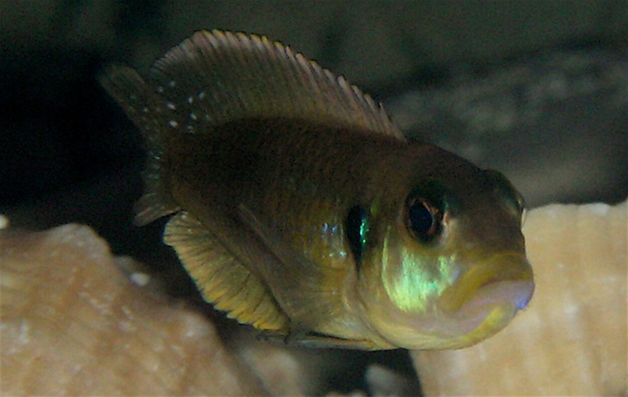 Lamprologus Ocellatus