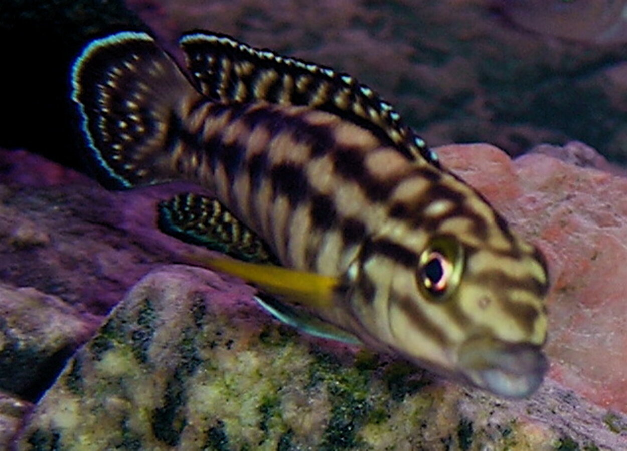 Julidochromis Marlieri