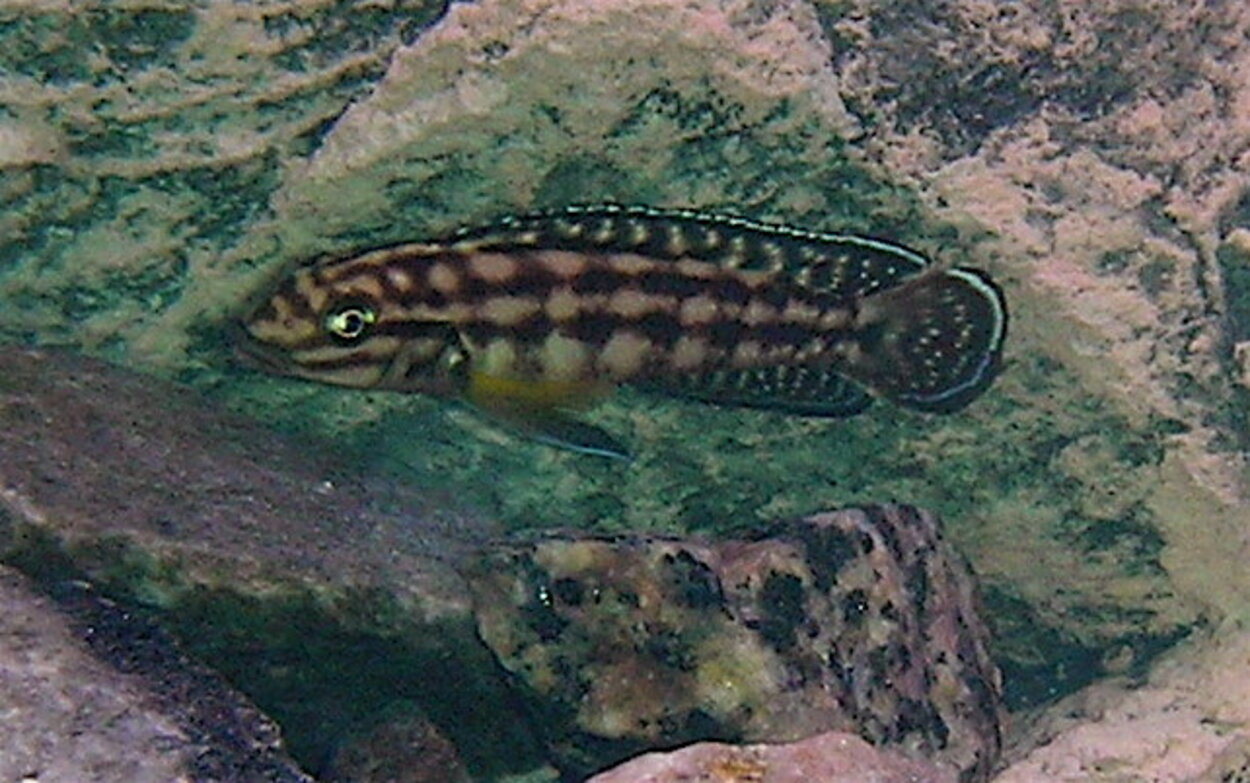 Julidochromis Marlieri