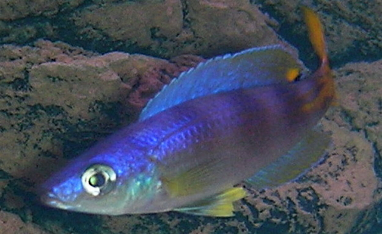 Cyprichromis Leptosoma