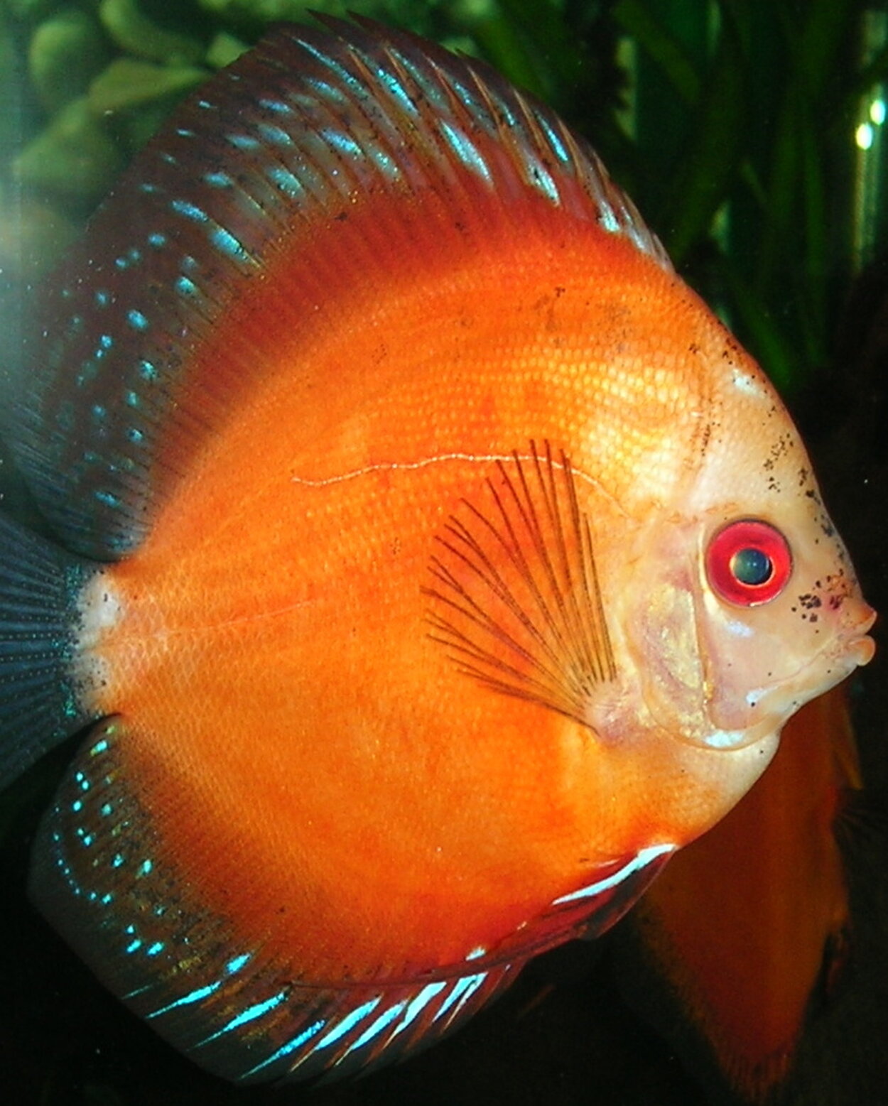 Discus Hona