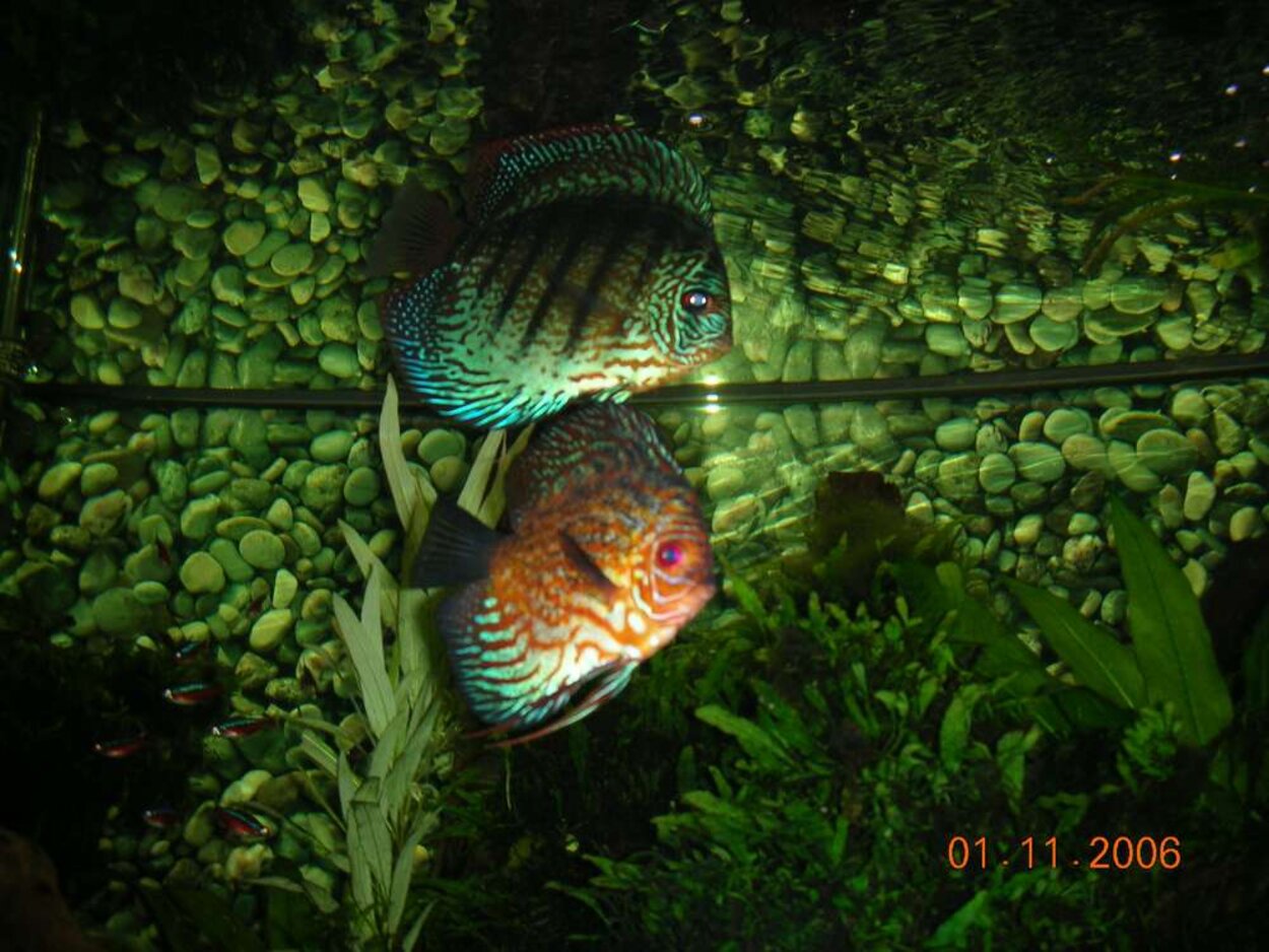 Discus Par