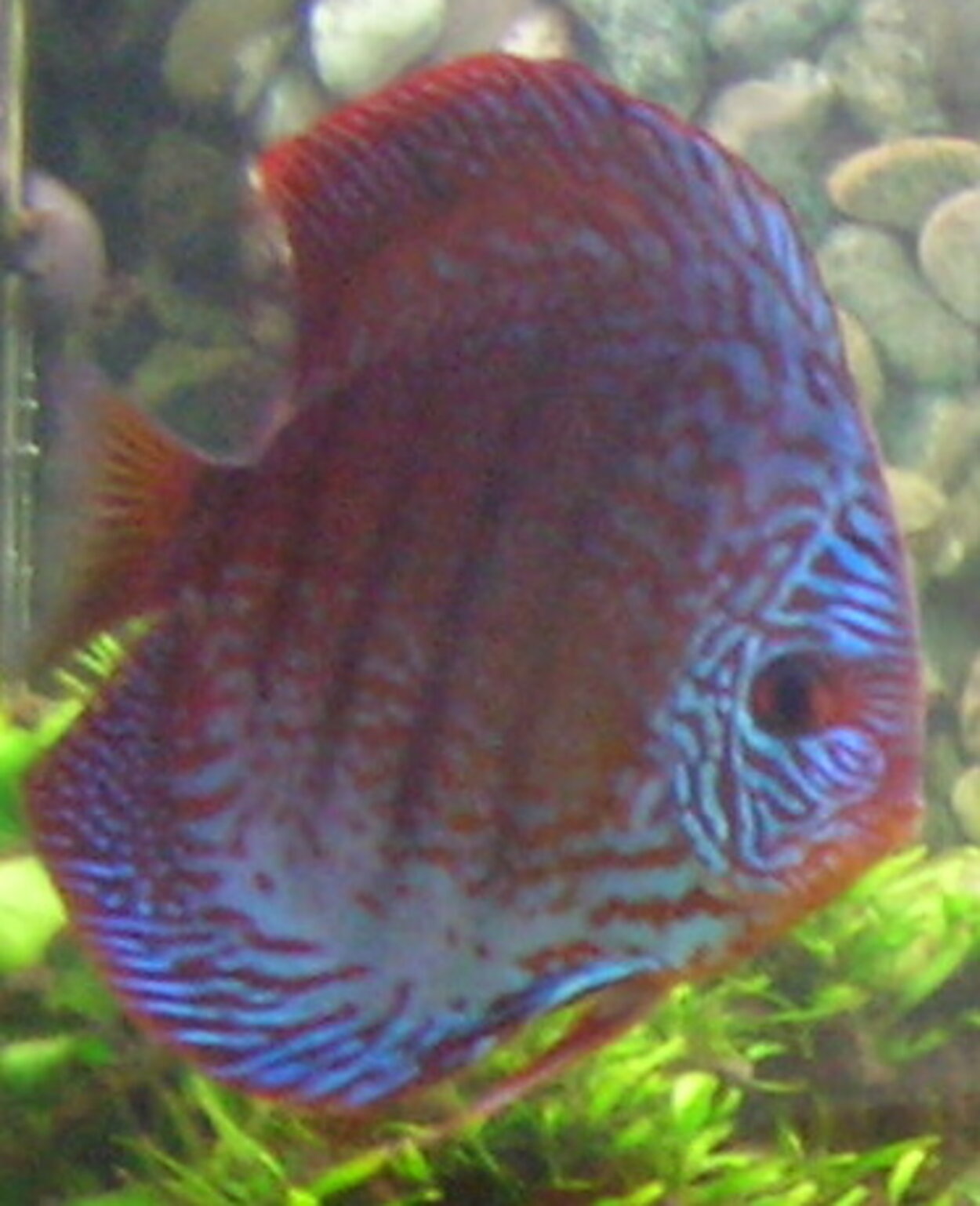 Discus hane