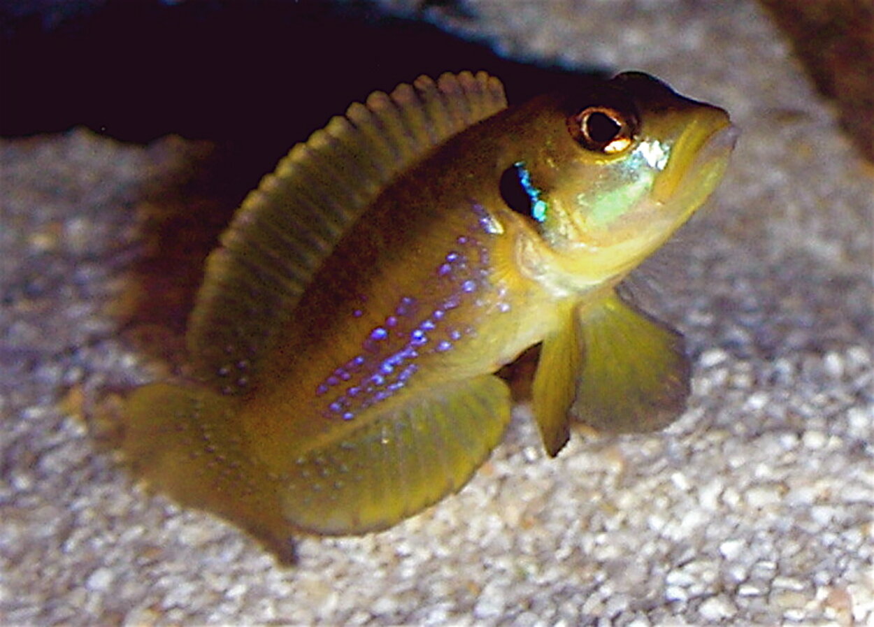 Lamprologus Ocellatus