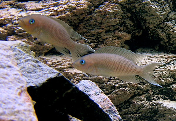 Neolamprologus Gracilis