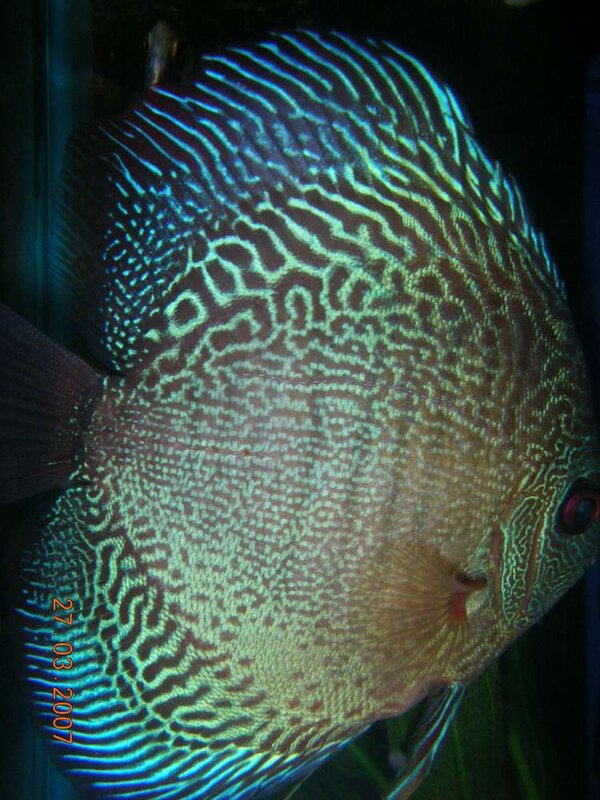 Discus Snakeskin hane