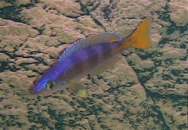 Cyprichromis Leptosoma