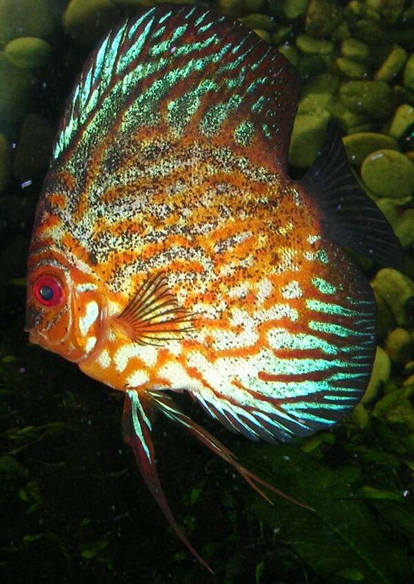 Discus Hona