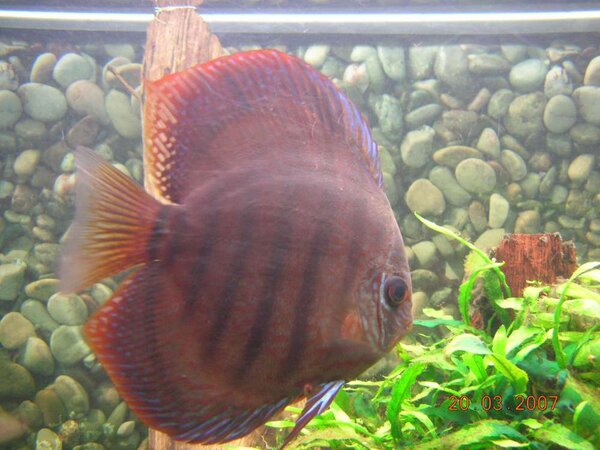 Discus hane