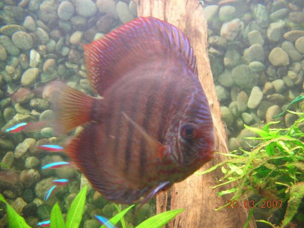 Discus hane