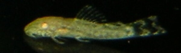 Ancistrusyngel Golden  c:a 5 mm