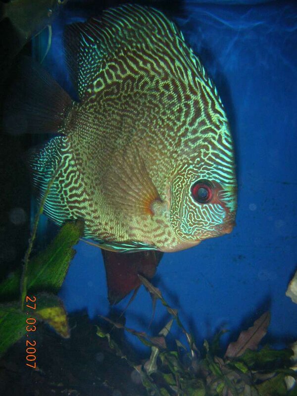 Discus Snakeskin hane