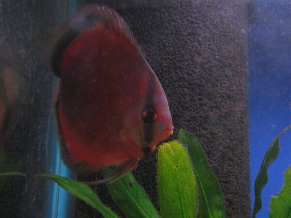 Discus Hona