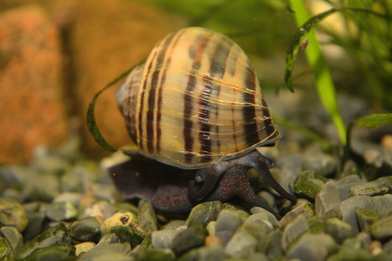 Pomacea bridgesii, Äppelsnäcka, brun