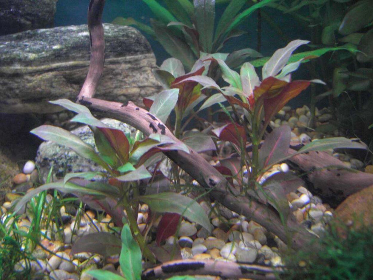 Ludwigia inclinata (?)