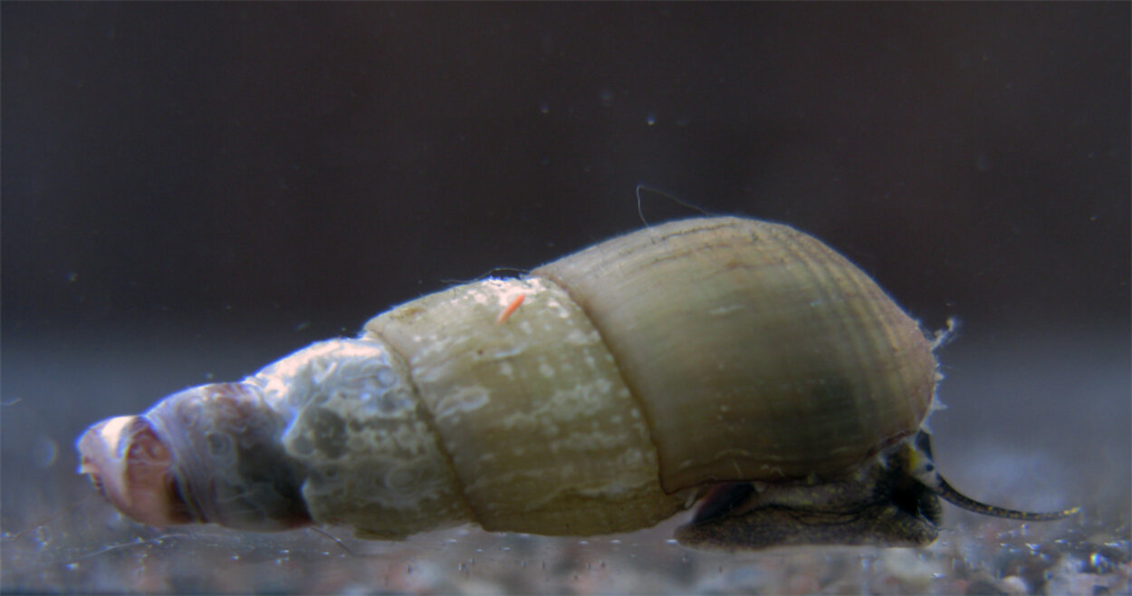 Melanoides tuberculata, Malaysisk sandsnäcka