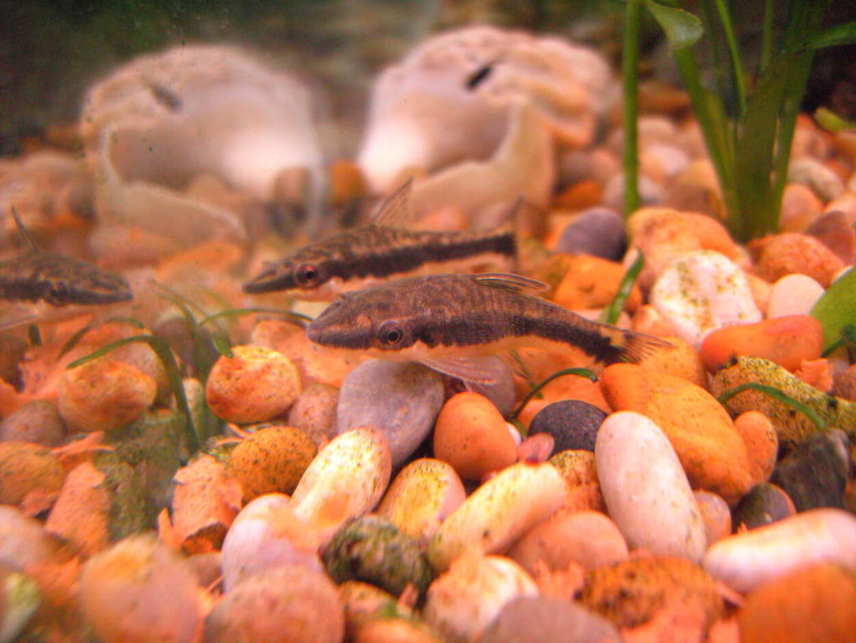 Otocinclus vittatus