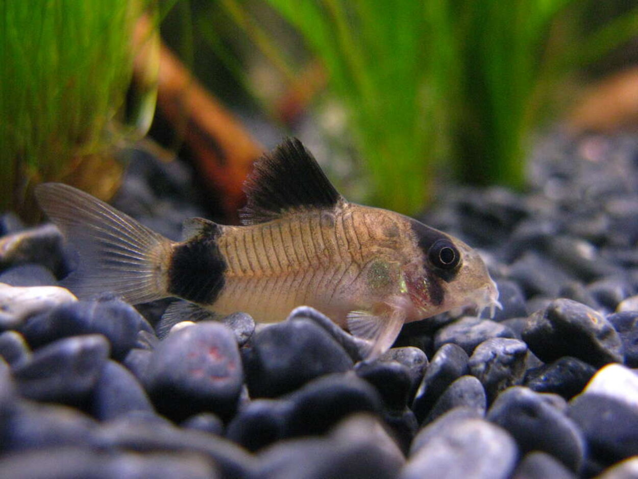 Corydoras panda