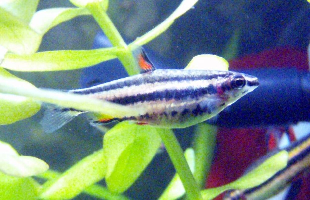 Smycketetra hona