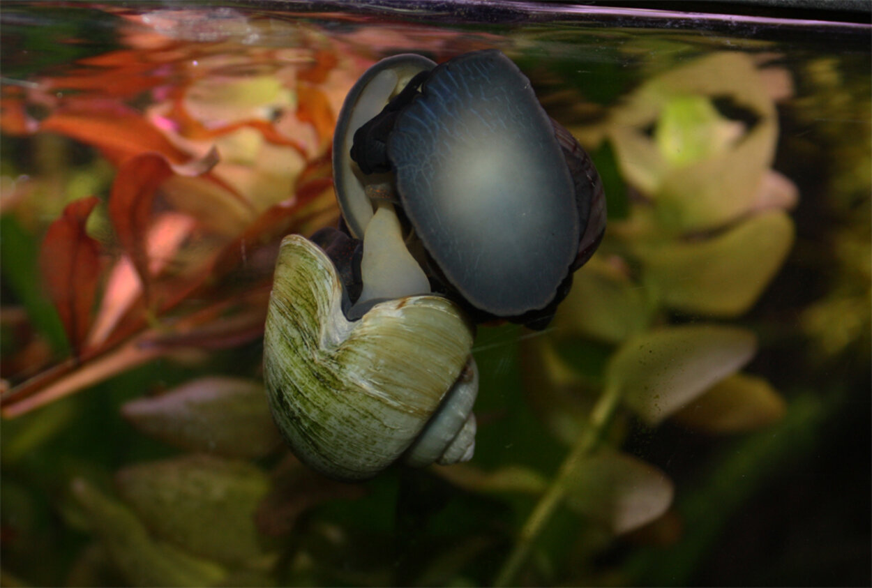 Pomacea bridgesii, Äpplesnäcka parning