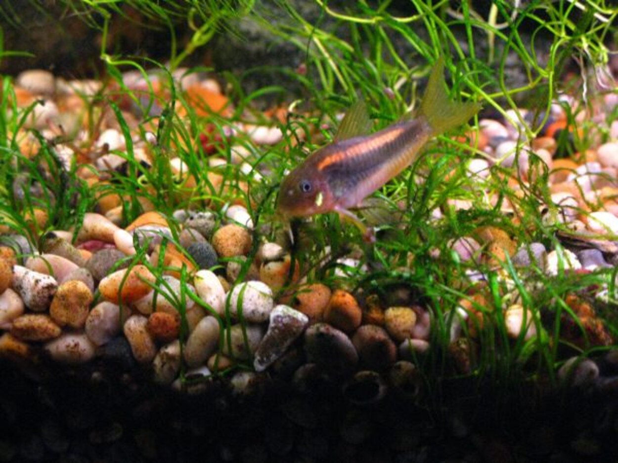 Corydoras aeneus "orange stripe"