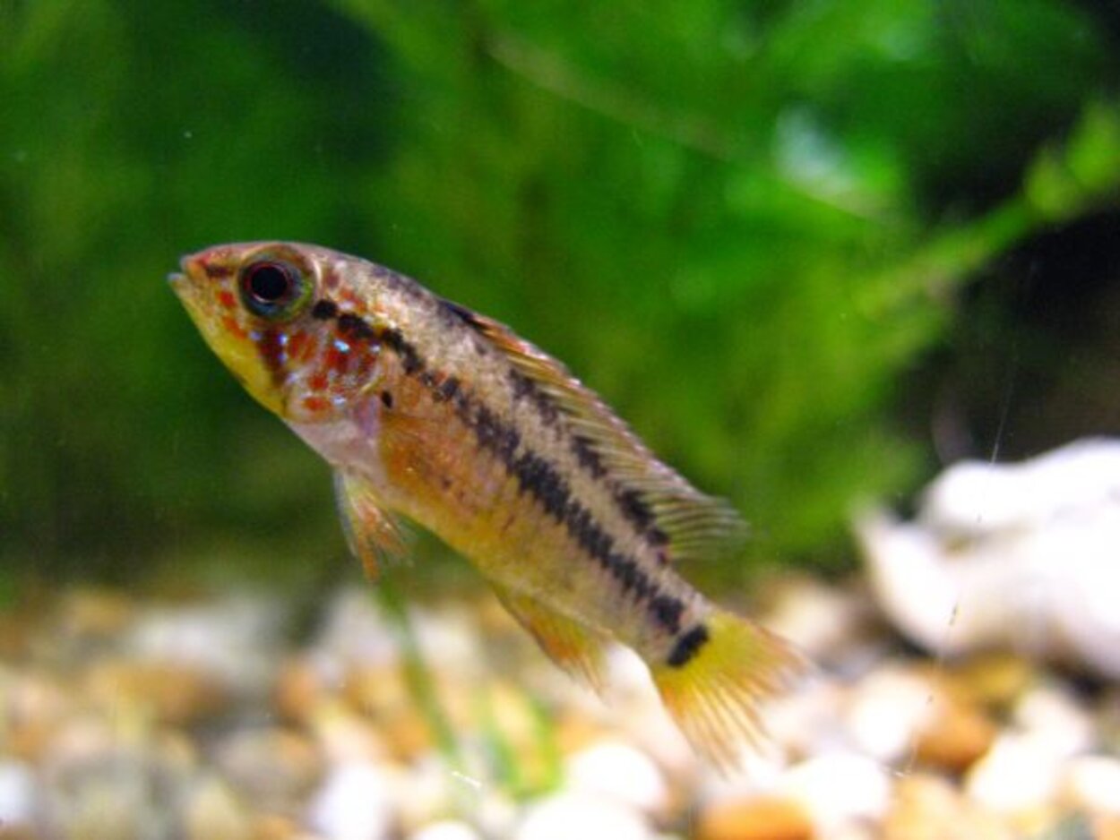 Apistogramma vijeta, hona