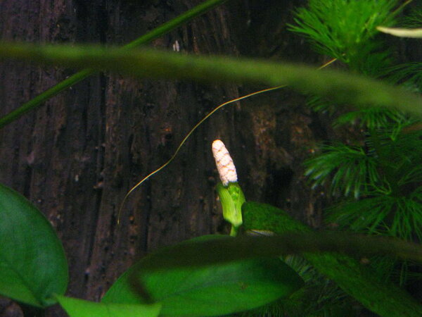 Blommande Anubias