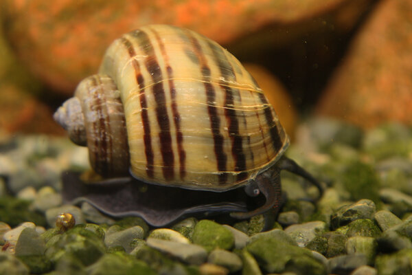 Pomacea bridgesii, Äpplesnäcka, brun