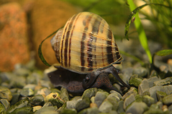 Pomacea bridgesii, Äppelsnäcka, brun