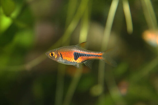 Drottningrasbora (?)