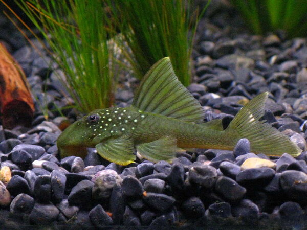 Hemiancistrus subviridis, L 200, Green phantom