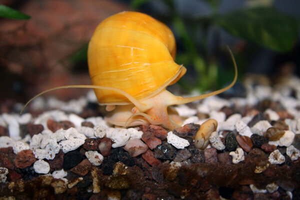 Pomacea bridgesii, Äpplesnäcka, guld