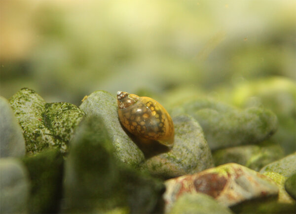 Physa sp., Blåssnäcka